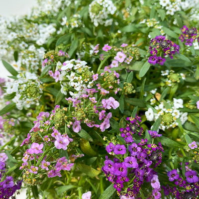 Lobularia 'Trio', Topf-Ø 12 cm, 6er-Set Lobularia 'Trio', Topf-Ø 12 cm, 6er-Set