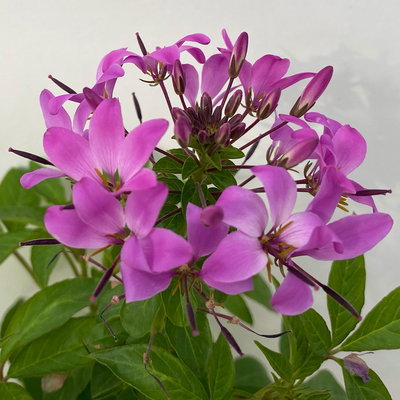 Spinnenblume, rosa-lila, Topf-Ø 13 cm, 6er-Set