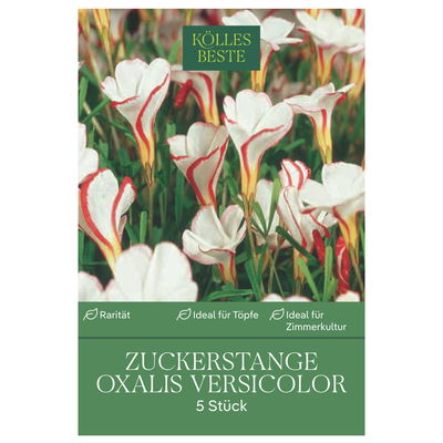 Zuckerstange, 5 Zwiebeln, weiß, Gr. 1 Zuckerstange, 5 Zwiebeln, weiß, Gr. 1