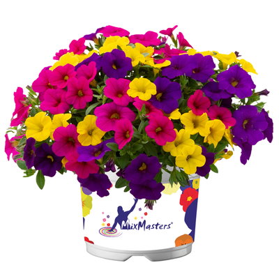 Zauberglöckchen 'Trio', Mischung zufällig, Topf-Ø 12 cm, 6 Pflanzen