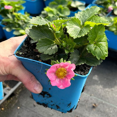 Bio Erdbeere Hummi® 'Merosa', öftertragend, Topf 11x11 cm, 3 Pflanzen