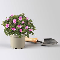 Geranie 'Angel® Fay®', pink-weiß, Topf-Ø 12cm, 6 Pflanzen