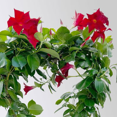 Dipladenie, rot, Herzform, Topf-Ø 17 cm, Höhe ca. 55 cm