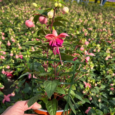 Fuchsien hängend, rot-lila, Topf-Ø 12 cm, 6er-Set Fuchsien hängend, rot-lila, Topf-Ø 12 cm, 6er-Set