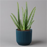 Aloe vera in Übertopf Vibes blau, Topf-Ø 12 cm, Höhe ca. 35 cm, 2er-Set