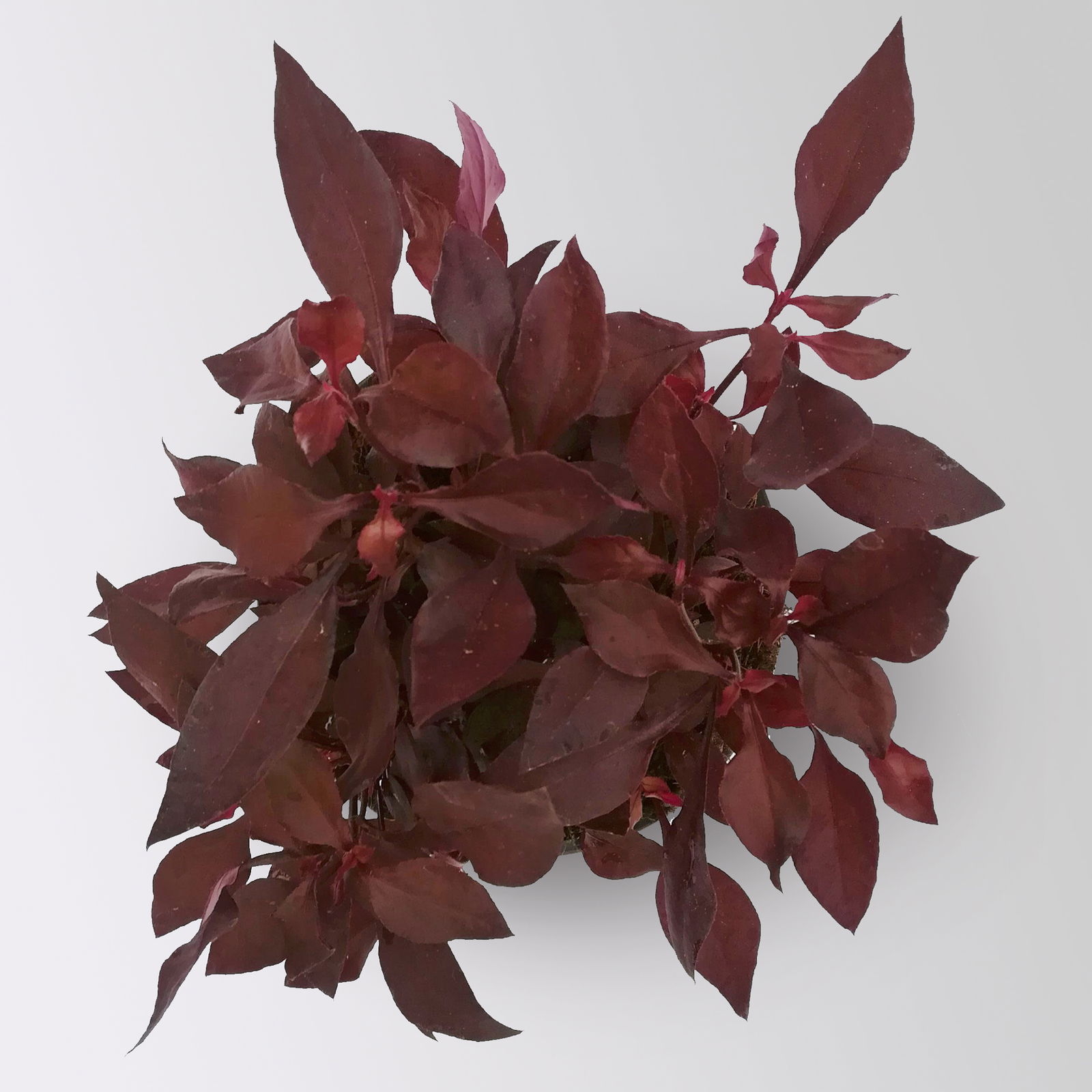 Alternanthera 'Choco Chili', dunkelviolett, Topf 12 cm Ø, 6 Pflanzen