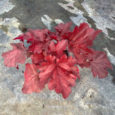 Bio Purpurglöckchen 'Fire Chief', rotlaubig, Topf-Ø 12 cm, 3 Pflanzen