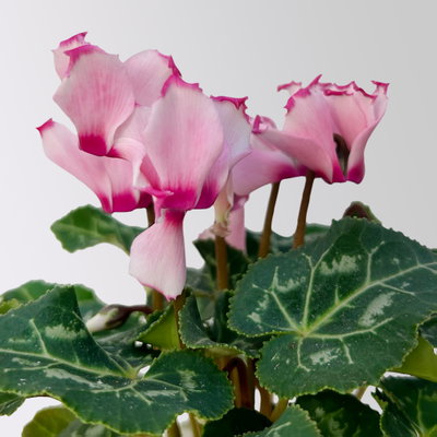 Alpenveilchen 'Victoria', rosa, Mini, Topf-Ø 6 cm, 10 Pflanzen Alpenveilchen 'Victoria', rosa, Mini, Topf-Ø 6 cm, 10 Pflanzen