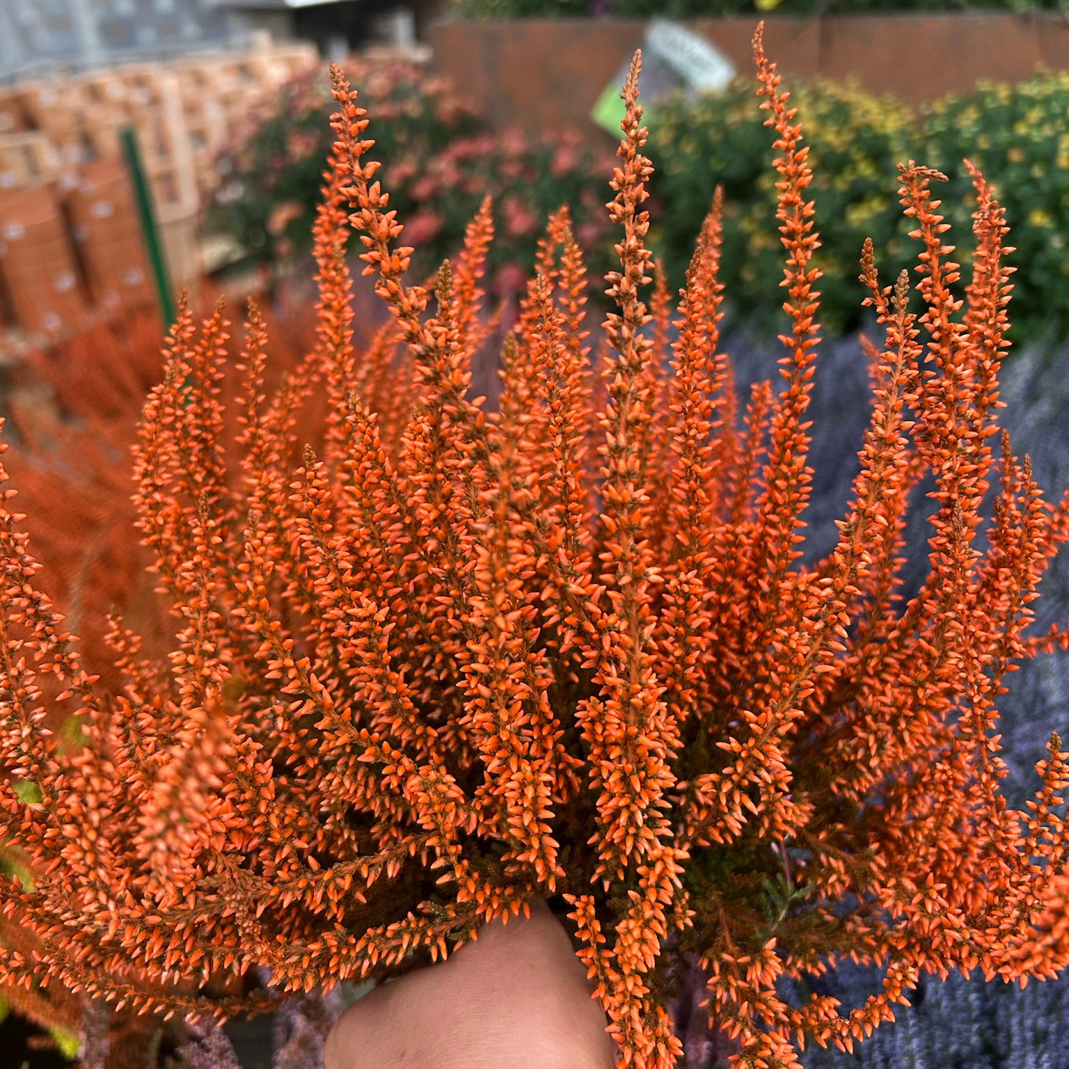 Knospenheide 'Picasso' gefärbt, Farben zufällig, Topf-Ø 12 cm, 6 Pflanzen Knospenheide 'Picasso' gefärbt, Farben zufällig, Topf-Ø 12 cm, 6 Pflanzen