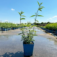 Sommerflieder, Buddleja davidii 'Black Knight', dunkelviolett, Topf 5 lt.