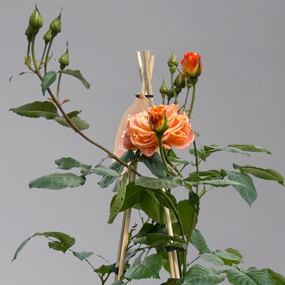 Beetrose 'Westzeit®' orange-apricot, Topf 5 Liter, 4 Pflanzen Beetrose 'Westzeit®' orange-apricot, Topf 5 Liter, 4 Pflanzen