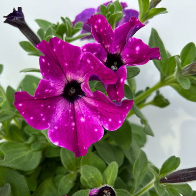 Petunien 'Circus Sky®' pink-weiß, hängend, Topf-Ø 13 cm, 6 Pflanzen