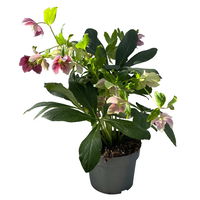 Lenzrose ViV® 'Irena', weiß mit rosa Sprenkeln, Topf-Ø 19 cm, Höhe ca. 35 cm