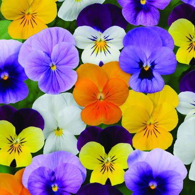 Hornveilchen 'Trio', bunt, Farbe zufällig, Topf -Ø 12 cm, 6 Pflanzen