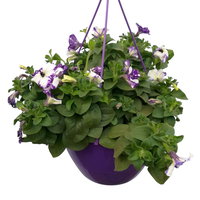 Petunie 'NightSky®', blau-weiß, Ampeltopf-Ø 27 cm