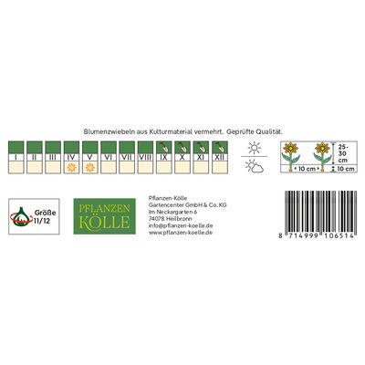 Kölles Beste Tulpe 'Miss Elegance®', rosa Kölles Beste Tulpe 'Miss Elegance®', rosa
