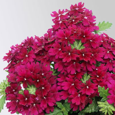 Eisenkraut dunkellila, Topf-Ø 12 cm, 6 Stück