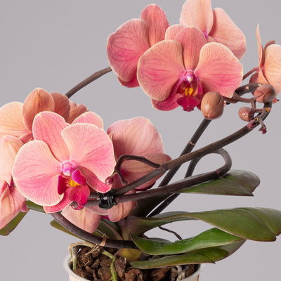 Schmetterlingsorchidee 'Muse', orange, Topf-Ø 12 cm, Höhe ca. 35 cm Schmetterlingsorchidee 'Muse', orange, Topf-Ø 12 cm, Höhe ca. 35 cm