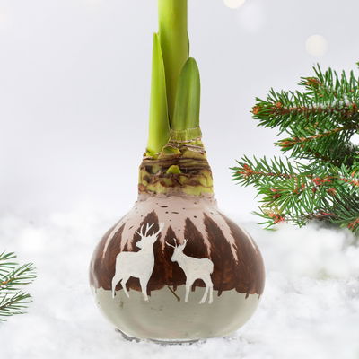 Amaryllis in Wachs, Dekor 'Forest & Nikolaus', handbemalt, Blüte rot Amaryllis in Wachs, Dekor 'Forest & Nikolaus', handbemalt, Blüte rot