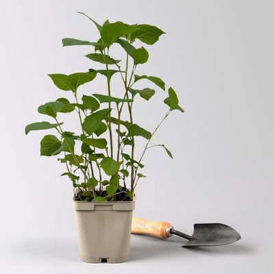 Bio Lampionblume, orange, Topf 11x11 cm, 3 Pflanzen Bio Lampionblume, orange, Topf 11x11 cm, 3 Pflanzen