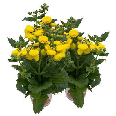 Pantoffelblume gelb, Topf-Ø 15 cm, 3er-Set