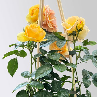 Beetrose 'Hansestadt Rostock®', bernstein-aprikotfarben, Topf 5 Liter Beetrose 'Hansestadt Rostock®', bernstein-aprikotfarben, Topf 5 Liter