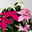 Bio Herbststern, Euphorbia 'Princettia'® Trio, rosa, pink & weiß, Topf-Ø 17 cm