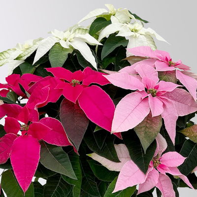 Bio Herbststern, Euphorbia 'Princettia'® Trio, rosa, pink & weiß, Topf-Ø 17 cm Bio Herbststern, Euphorbia 'Princettia'® Trio, rosa, pink & weiß, Topf-Ø 17 cm