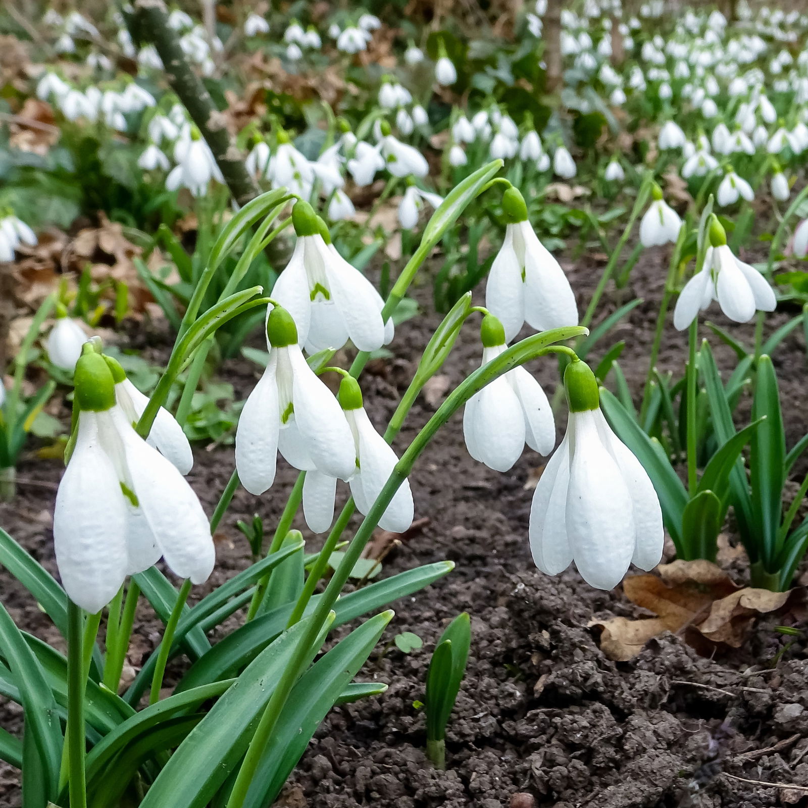 Elwes-Schneeglöckchen 'Beluga', weiß, vorgetrieben, Topf-Ø 9 cm, 6 Pflanzen