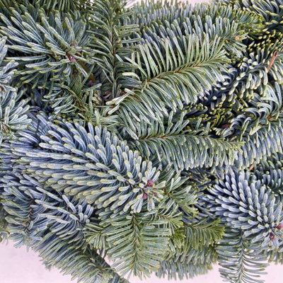 Adventskranz, Nobilistanne, rund gebunden, ca. 50 cm Ø Adventskranz, Nobilistanne, rund gebunden, ca. 50 cm Ø