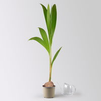 Kokospalme, Topf-Ø 19 cm, Höhe ca. 130 cm