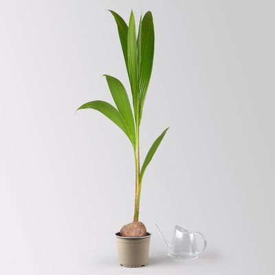 Kokospalme, Topf-Ø 19 cm, Höhe ca. 130 cm