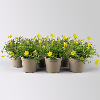 Nachtkerze 'African Sun®' gelb, Topf-Ø 13 cm, 6 Pflanzen Nachtkerze 'African Sun®' gelb, Topf-Ø 13 cm, 6 Pflanzen