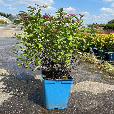 Rote Japanspiere 'Double Play® Red', Spiraea japonica, rot, im Topf 5 Liter