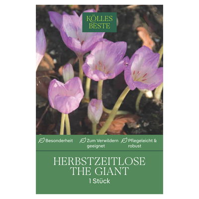 Herbstzeitlose (Colchicum Lilac Wonder) lila-rosa, 1 Blumenzwiebel