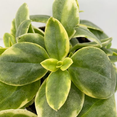 Eiskraut, Blüte rot, Blätter grün-weiß, Topf -Ø 13 cm, 6 Pflanzen Eiskraut, Blüte rot, Blätter grün-weiß, Topf -Ø 13 cm, 6 Pflanzen