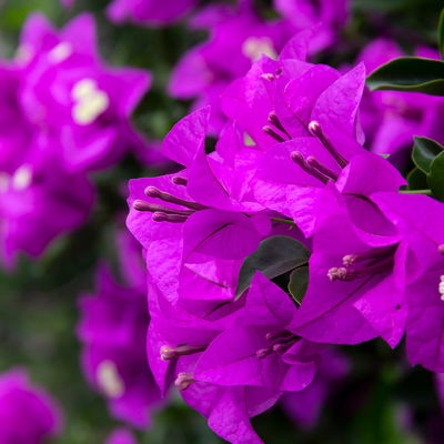 Bougainvillea, Ministamm, Topf-Ø 18 cm, Höhe ca. 50-60 cm Bougainvillea, Ministamm, Topf-Ø 18 cm, Höhe ca. 50-60 cm