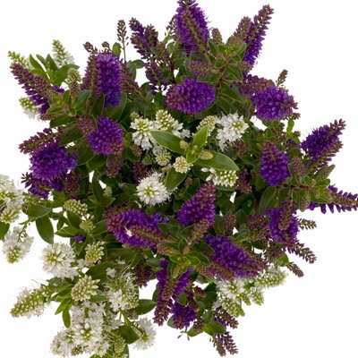 Hebe 'All Blooms® Twin', blau und weiß, Topf-Ø 12 cm, 3 Pflanzen