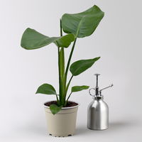 Bio Strelitzia nicolai, Topf-Ø 12 cm, 2 Pflanzen
