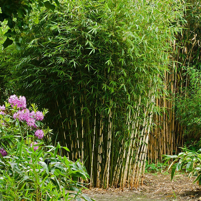 Bambus-Hecken-Set Fargesia 'Campbell', 30er-Set, Höhe 80-100 cm, Topf 7,5 Liter