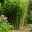 Mein Bambusgarten, 10er-Set, immergrün, Höhe ca. 80 cm, Topf 7,5/10 Liter