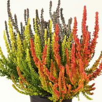 Besenheide 'Sunset Fire®' Trio,' bunt, Farbe variiert, Topf-Ø 13 cm, 3er-Set