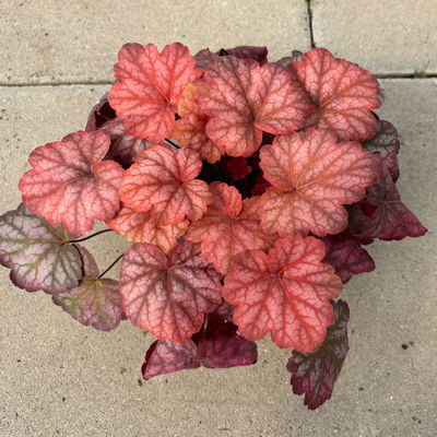 Bio Purpurglöckchen 'Sweet Princess', rotbraun/silbrig, Topf-Ø 12 cm, 3 Pflanzen