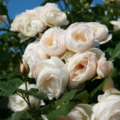 Kletterrose 'Uetersener Klosterrose®', cremeweiß, Topf 5 Liter Kletterrose 'Uetersener Klosterrose®', cremeweiß, Topf 5 Liter