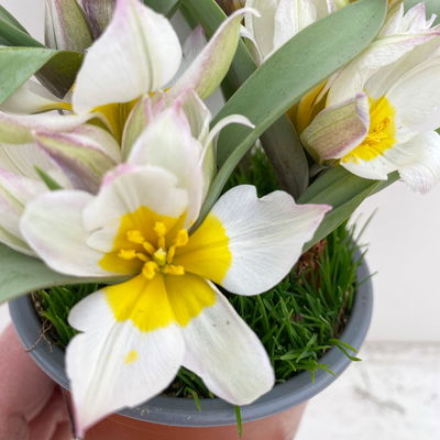 Wildtulpe, weiß, einfach blühend, mit Gras, Topf -Ø 9 cm, 4 Pflanzen