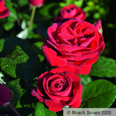 Stammrose 'Kompass'®, Beetrose, rot, Stammhöhe 60 cm im 7,5 Liter Topf