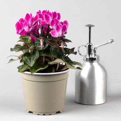 Alpenveilchen Mix, Farbe zufällig, Topf-Ø 10,5 cm, Höhe ca. 23 cm, 8 Pflanzen