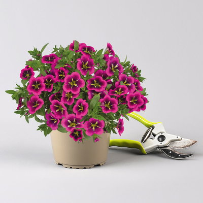 Zauberglöckchen 'Goodnight Kiss' pink-gelb, Topf-Ø 13 cm, 6 Pflanzen