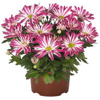 Chrysanthemen 'Rainbow Carousel' lila-weiß, Topf-Ø 14 cm, 4er-Set