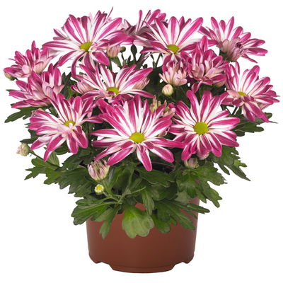 Chrysanthemen 'Rainbow Carousel', lila-weiß, Topf-Ø 14 cm, 4 Pflanzen Chrysanthemen 'Rainbow Carousel', lila-weiß, Topf-Ø 14 cm, 4 Pflanzen
